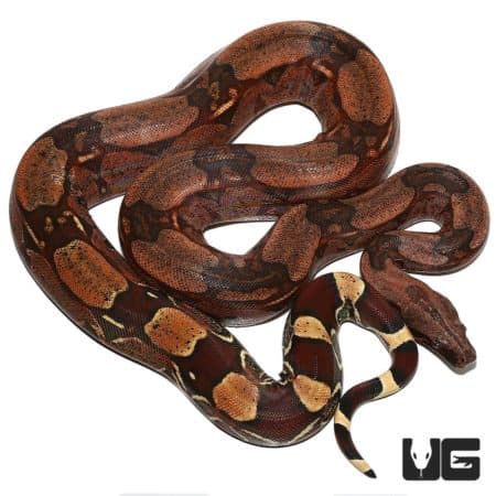 Aberrant Guyana Redtail Boa snake with vibrant red and black pattern.