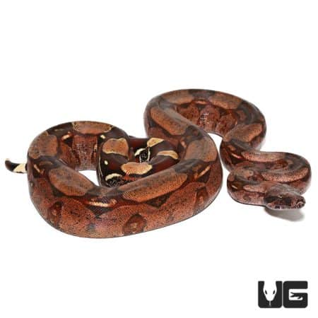 Female Aberrant Guyana Redtail Boa (Boa c. constrictor) For Sale - Underground Reptiles