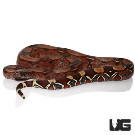 Vivid Cherry Red Aberrant Guyana Redtail Boa snake, showcasing striking coloration and pattern.