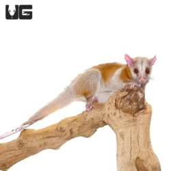 Derby's Woolly Opossums For Sale - Underground Reptiles