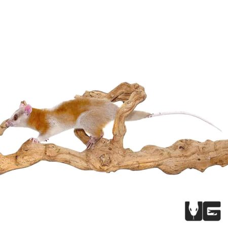 Derby's Woolly Opossums For Sale - Underground Reptiles