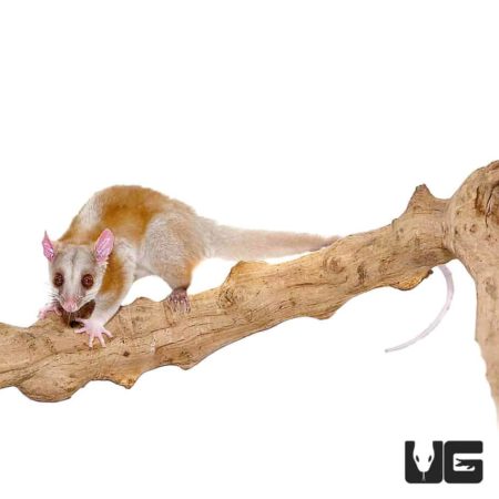 Derby's Woolly Opossums For Sale - Underground Reptiles