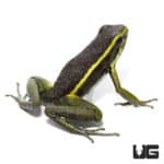 Green Trivittatus Dart Frog For Sale - Underground Reptiles