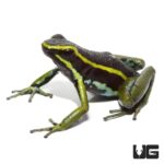 Green Trivittatus Dart Frog For Sale - Underground Reptiles