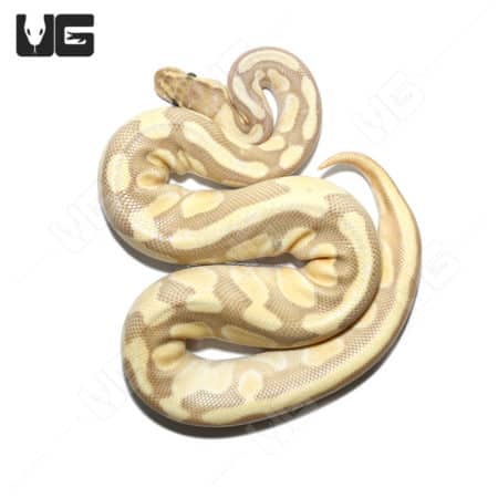Enchi Pastel Butter Hypo Ball Python, 66% Het Rainbow, from Underground Reptiles.