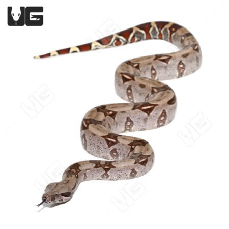 Female Jungle Redtail Boa in natural pose showcasing vibrant tail markings.