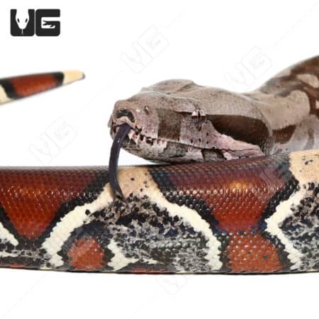 Female Jungle Redtail Boa snake with distinctive red tail markings.