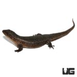 Major Plated Lizard For Sale - Underground Reptiles
