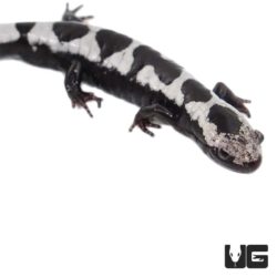 Marbled Salamanders For Sale - Underground Reptiles
