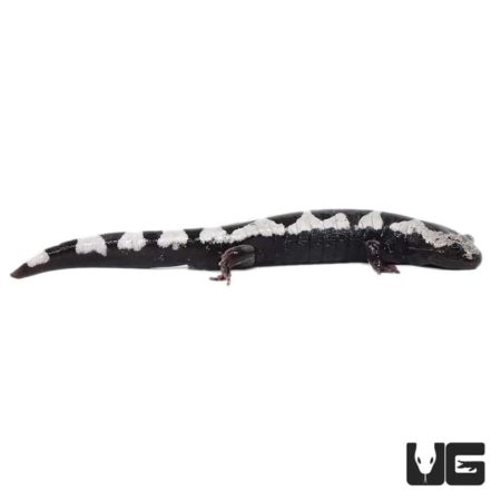 Marbled Salamanders For Sale - Underground Reptiles