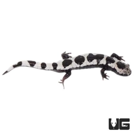 Marbled Salamanders For Sale - Underground Reptiles
