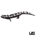 Marbled Salamanders For Sale - Underground Reptiles