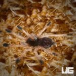 North Guyana Blue Pinktoe Tarantulas (Avicularia sp North Guyana Blue) For Sale - Underground Reptiles