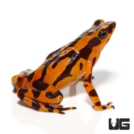 Orange Harlequin Toad For Sale - Underground Reptiles
