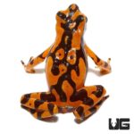 Orange Harlequin Toad For Sale - Underground Reptiles
