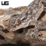 Saklava Velvet Geckos (Blaesodactylus sakalava) For Sale - Underground Reptiles