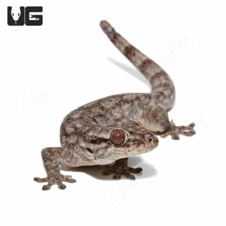 Saklava Velvet Geckos (Blaesodactylus sakalava) For Sale - Underground Reptiles