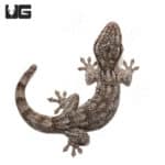 Saklava Velvet Geckos (Blaesodactylus sakalava) For Sale - Underground Reptiles