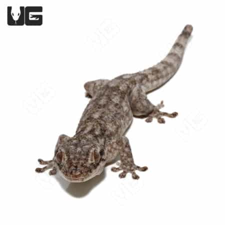 Saklava Velvet Geckos (Blaesodactylus sakalava) For Sale - Underground Reptiles