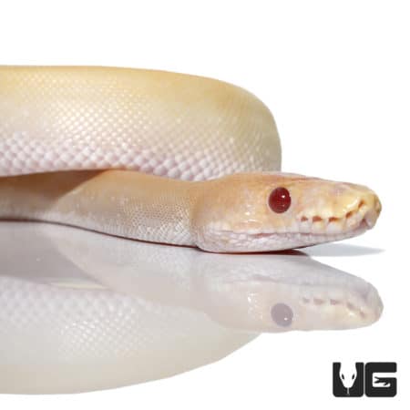 Juvenile Female Candino Champagne Ball Python (Python regius) For Sale - Underground Reptiles