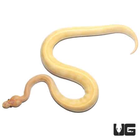 Juvenile Female Candino Champagne Ball Python (Python regius) For Sale - Underground Reptiles