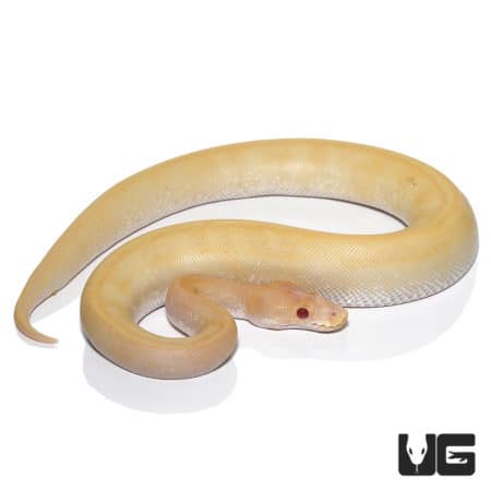 Pinstripe Candino Champagne Ball Python, juvenile female, vibrant coloration.