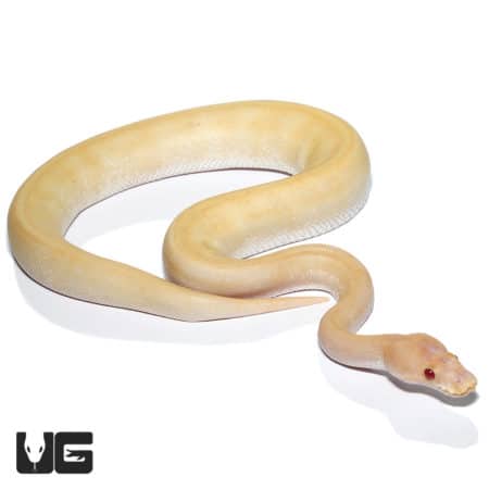 Juvenile female Pinstripe Candino Champagne Ball Python, a stunning reptile from Underground Reptile.