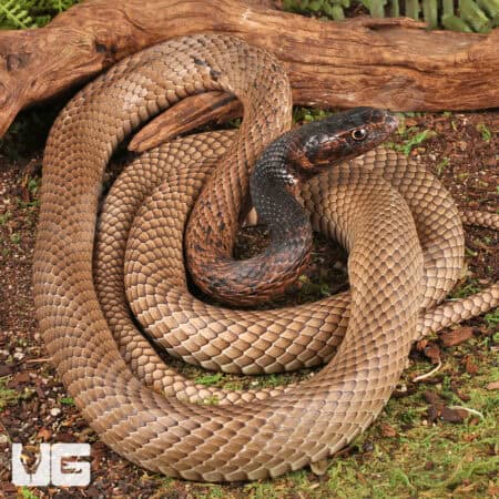 Coachwhip Snakes For Sale - Underground Reptiles