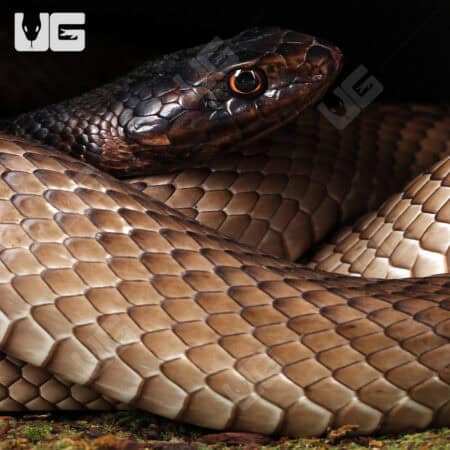 Coachwhip Snakes For Sale - Underground Reptiles