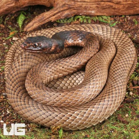 Coachwhip Snakes For Sale - Underground Reptiles