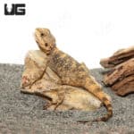 Baby Painted Agamas (Laudakia stellio brachydactyla) For Sale - Underground Reptiles