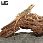 Baby Painted Agamas (Laudakia stellio brachydactyla) For Sale - Underground Reptiles