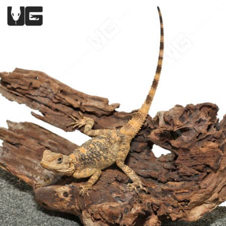 Baby Painted Agama lizard on wood branch, vibrant colors, ideal for reptile enthusiasts.