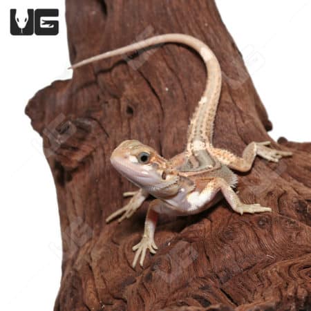 Baby Pied Genetic Stripe Translucent Bearded Dragon on wood branch.