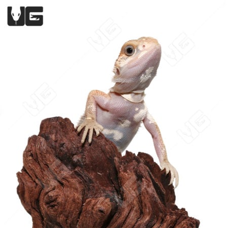 Baby Pied Genetic Stripe Translucent Bearded Dragon on wood.