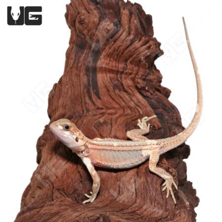 Baby Pied Genetic Stripe Translucent Bearded Dragon on wood branch.