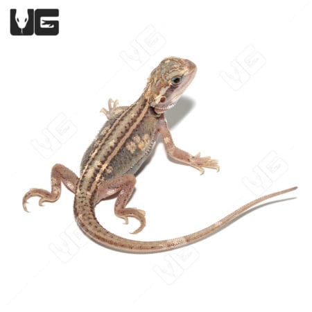 Baby Pied Genetic Stripe Translucent Bearded Dragon for sale.