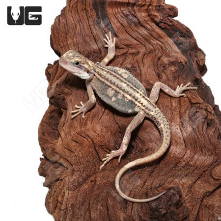 Baby Pied Genetic Stripe Translucent Bearded Dragon on wood.