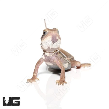 Baby Pied Genetic Stripe Translucent Bearded Dragon for sale at Underground Reptiles. Unique colorat.