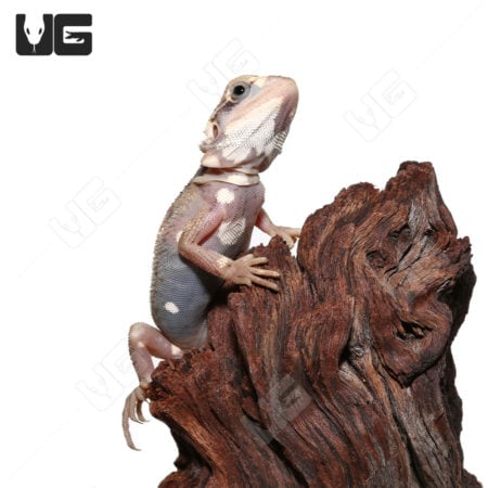 Baby Pied Genetic Stripe Translucent Bearded Dragon on a wood branch.