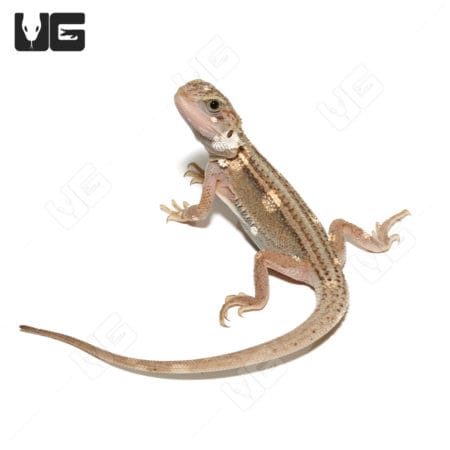 Baby Pied Translucent Bearded Dragon in vibrant colors.