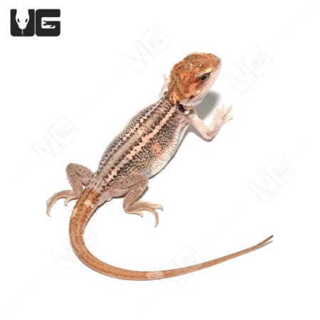 Baby Pied Genetic Stripe Translucent Bearded Dragon on white background.