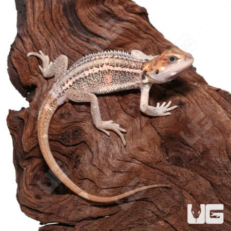 Baby Pied Genetic Stripe Translucent Bearded Dragon on wood.