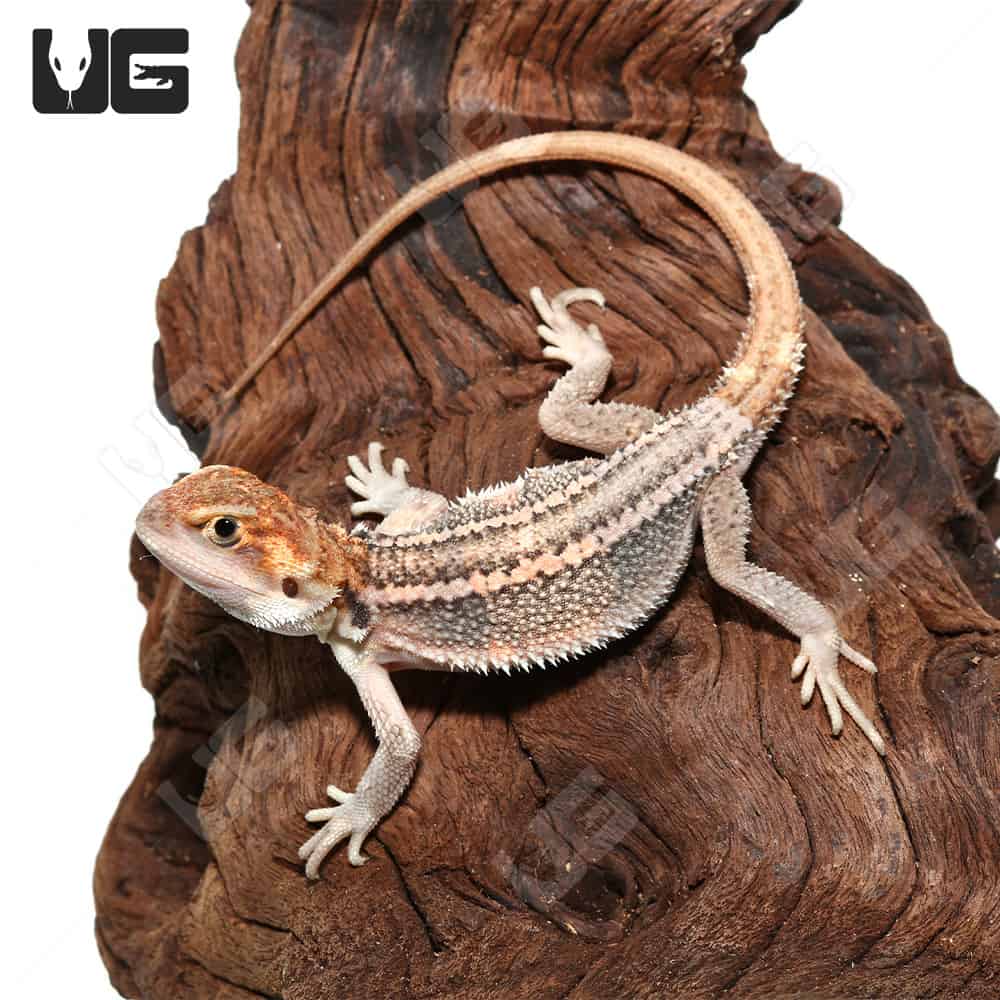 Bearded Dragon Baby - Pogona vitticeps - The Tye-Dyed Iguana - Reptiles and  Reptile Supplies in St. Louis.