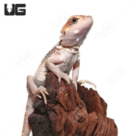 Baby Pied Genetic Stripe Translucent Bearded Dragon for sale at Underground Reptiles. Perfect for re.