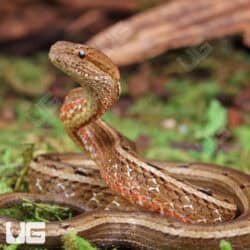 Asian Mock Viper (Psamodynastes pulurventus) For Sale - Underground Reptiles