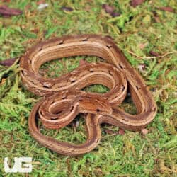 Asian Mock Viper (Psamodynastes pulurventus) For Sale - Underground Reptiles