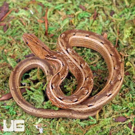Asian Mock Viper (Psamodynastes pulurventus) For Sale - Underground Reptiles