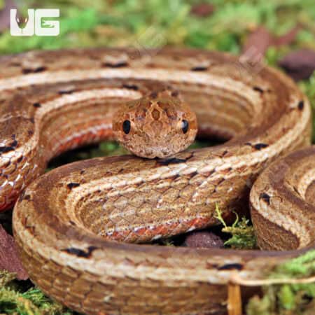 Asian Mock Viper (Psamodynastes pulurventus) For Sale - Underground Reptiles