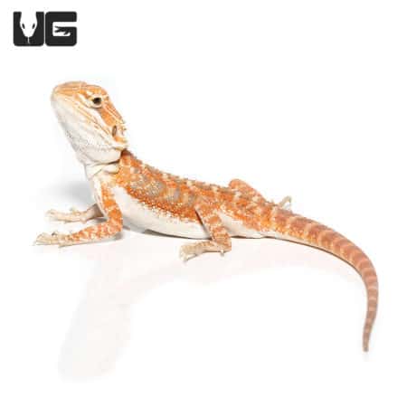 Baby Pumpkin Spice Bearded Dragon